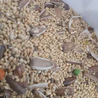 عروس هلندی به همراه ۴ تا تخم|پرنده|اسفراین, |دیوار