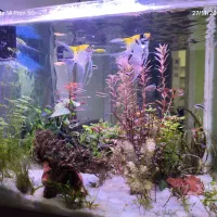 اکواریوم پلنت حرفه ای
