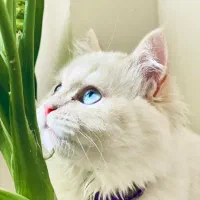 گربه پرشین اسکاتیش
