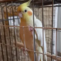 عروس هلندی سالم و زیبا