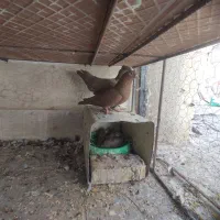 جفت گلی خوشکل با جوجه