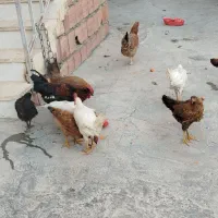مرغ‌وخروس‌