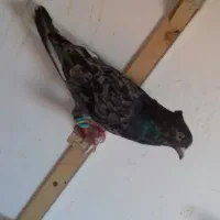 ساردم سفید هفرنگ دم سفید