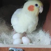 عروس هلندی لوتینو ماده شاه تخم دستی