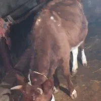 ورزا و لیشه سرحال