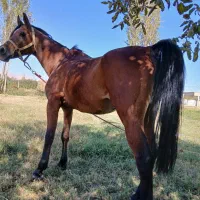 4تا اسب فروش فوری|اسب و تجهیزات اسب‌سواری|ارومیه, |دیوار