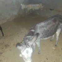 فروش سه تا خر دوتا ماده ویکی نر|حیوانات مزرعه|اردکان, |دیوار