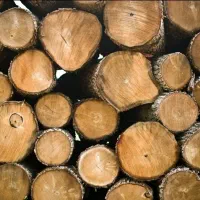 خرید چوب صنوبر ومیوی