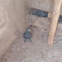 کبوتر
