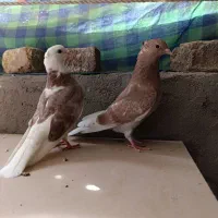 کبوتر|پرنده|قم, گلزار|دیوار