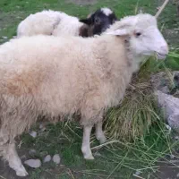 گاو گوسفند گوساله