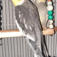 عروس هلندی|پرنده|صومعهسرا, |دیوار