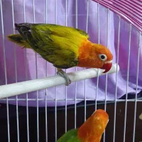 طوطی برزیلی یوینگ یک جفت|پرنده|ری, دولت‌آباد|دیوار