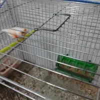 قناری مزایکی|پرنده|اردبیل, |دیوار