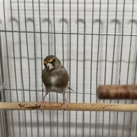 جوجه سهره دو رگ|پرنده|مهریز, |دیوار