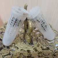 دوعدد ملکه زنبور باکره رایگان