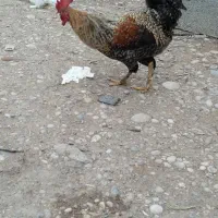 ۳تاخروس گلین|حیوانات مزرعه|شوشتر, |دیوار