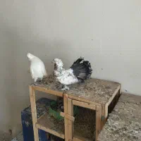 کبوتر دم چتری جفت بشرط نطفه