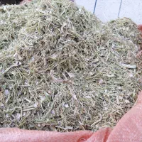 کاه لوبیا چیتی|عمده‌فروشی|شیراز, شهرک قمشه|دیوار