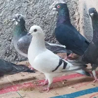 کبوتر نوک ریز