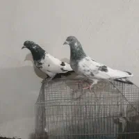 دوجفت پاکستانی عطیقه