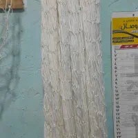 طوقی|پرنده|الوند, |دیوار