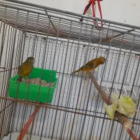 قناری سوخته زنجبیلی