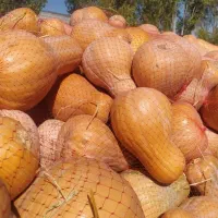 کدو حلوایی شیرین مشگین شهر