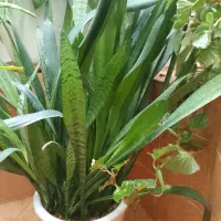 گل و گیاه|گل و گیاه طبیعی|نورآباد, |دیوار