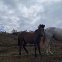 کره اسب خوش برو رو جوان