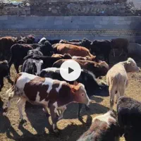 فروش ویژه گوساله نر لاغر|حیوانات مزرعه|جوادآباد, |دیوار