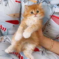 بچه گربه پرشین اسکاتیش بریتیش irancats|گربه|رشت, انصاری|دیوار