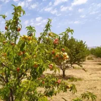 باغشهر ساوالان|فروش خانه و ویلا|باغ حلی, |دیوار