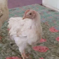 دوعدد جوجه ۳ماهه