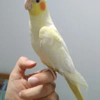 طوطی عروس هلندی های سخنگو و چلوندنی و اموزش دیده|پرنده|قائمشهر, |دیوار