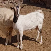 بز و بره|حیوانات مزرعه|فردوس (خراسان), |دیوار