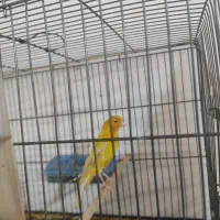 سهره قناری|پرنده|محمدیه-قزوین, |دیوار