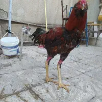 خروس لاری ریشو