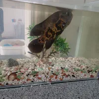 ماهی اسکار|ماهی|اسلام‌شهر, مطهری|دیوار