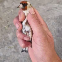 فروش دوعدد جوجه سهره نر صد درصد تازه صاف|پرنده|کرمانشاه, |دیوار