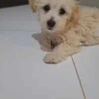 مالتیز شیتزو