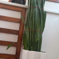 سه عدد گل و گلدان زیبا