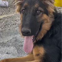 توله سگ ژرمن شپرد|سگ|هشتگرد, شهرک صنعتی هشتگرد|دیوار