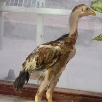 جوجه های نژاد دار