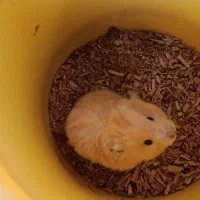 سه عدد همستر بالغ دو عدد ماده یک عدد نر|موش و خرگوش|مشهد, چهارچشمه|دیوار