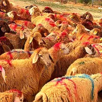 شیشک نرینه قلم آبی باکیفیت(عقیقه نذری مصرف خانگی)|حیوانات مزرعه|مشهد, نوید|دیوار