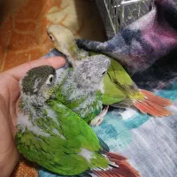 3 عدد گرینچیک سرلاکی پر پوش یلوساید و آناناسی