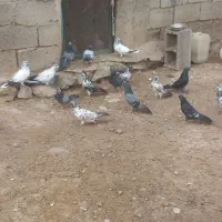 فروش 70 عدد کبوتر پرشی. مشگین‌شهر