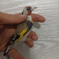 سهره دهن زن|پرنده|شیراز, کوشک میدان|دیوار