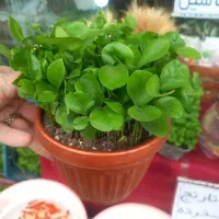 سبزه بهارنارنج عمده وخرده